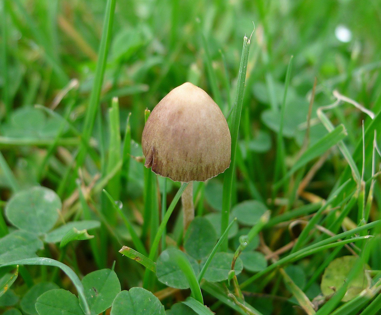 1448px-Psilocybe_semilanceata_(Magic_Mushroom)_-_Flickr_-_gailhampshire.jpg